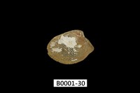 藏品(銀錦蛤)的圖片